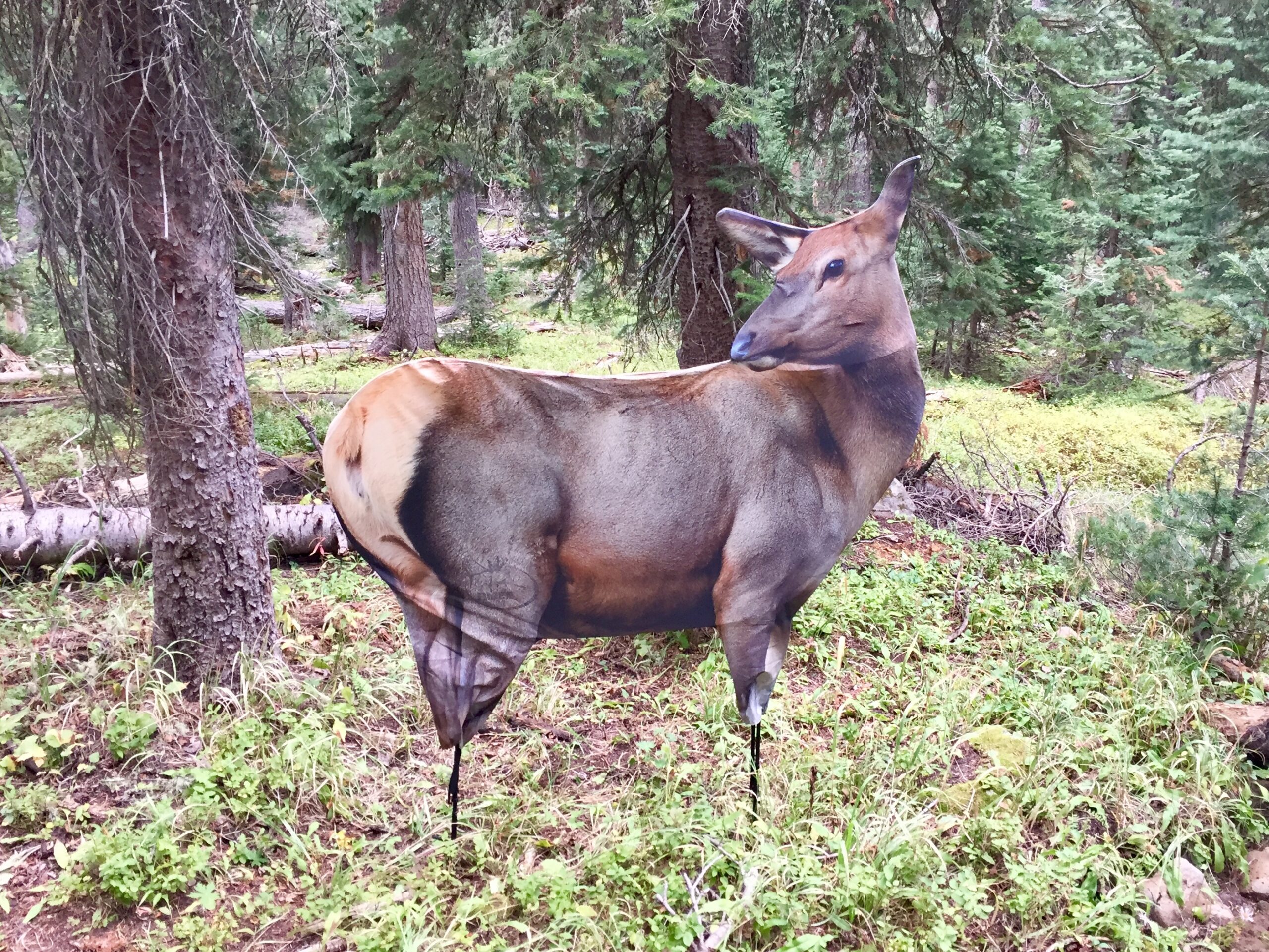 Cow Elk Decoy