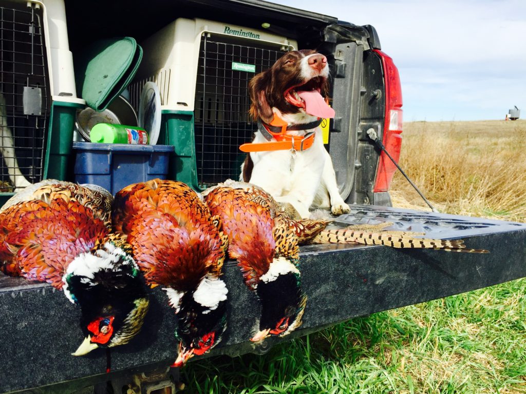 Brittany dog with pheasants