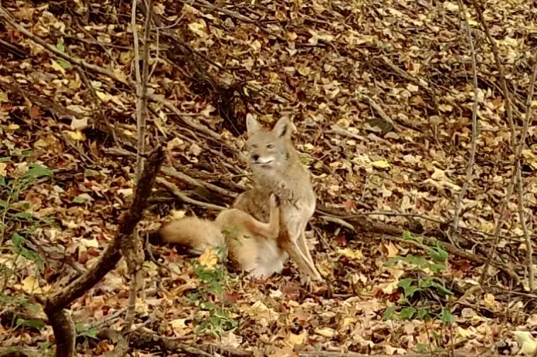 coyote trail cam photo