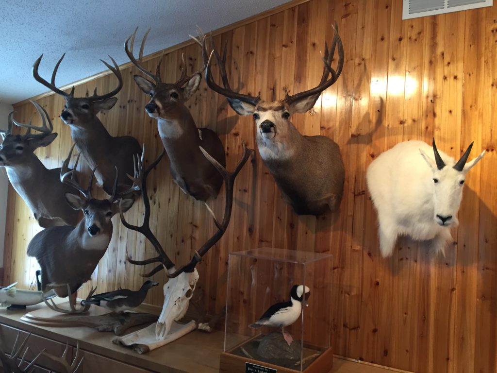 Taxidermist Showroom