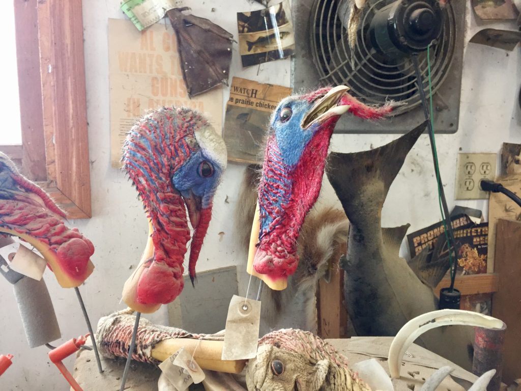 Cold day in the Taxidermy shop, but - Skinner's Taxidermy