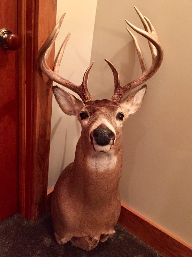 Ten Point Whitetail Deer Mount