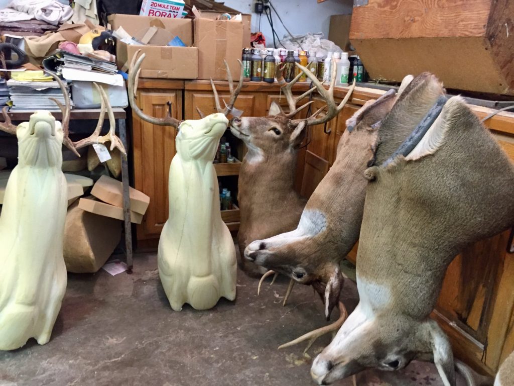 Whitetail deer mounts