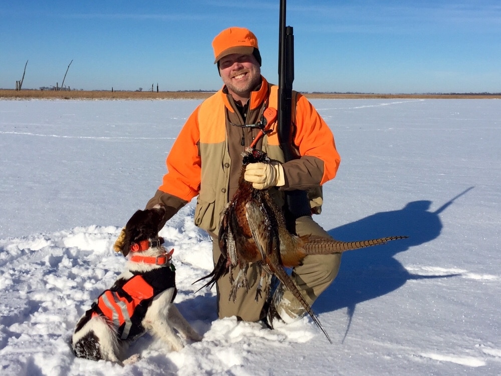 Brittany Spaniel pheasant hunting