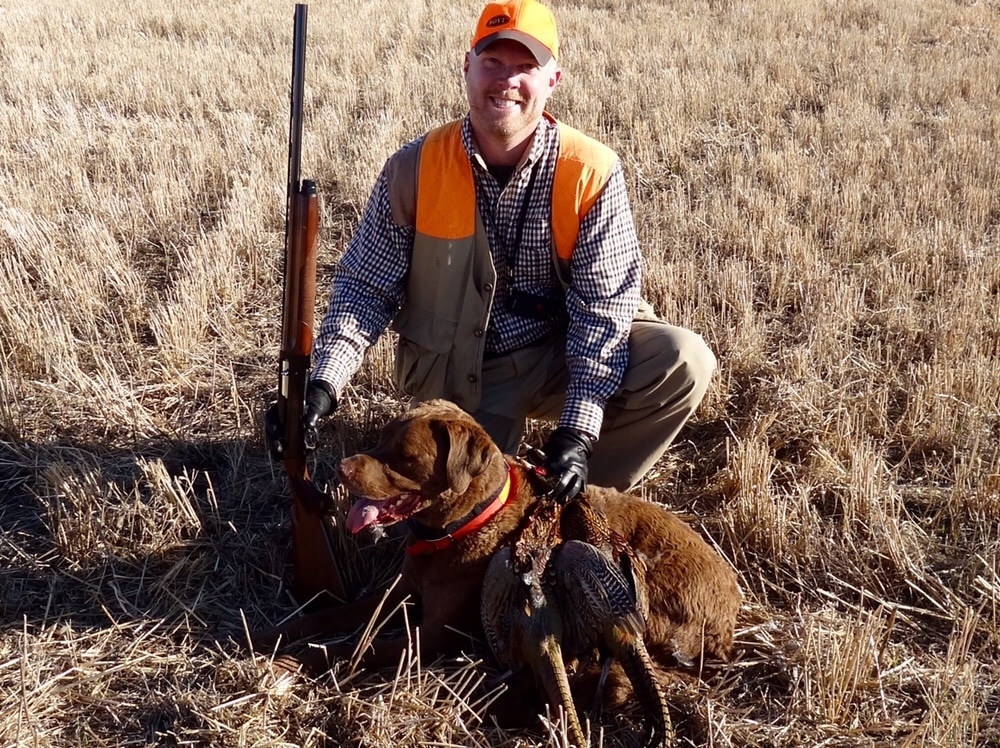 Chesapeake Bay Retriever on a pheasant hunt in Winner South Dakota