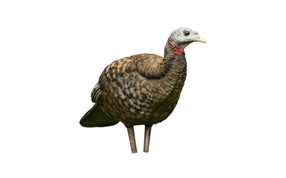 AvianX Breeder Hen
