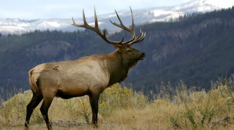 Big Bull Elk in a beautiful setting.