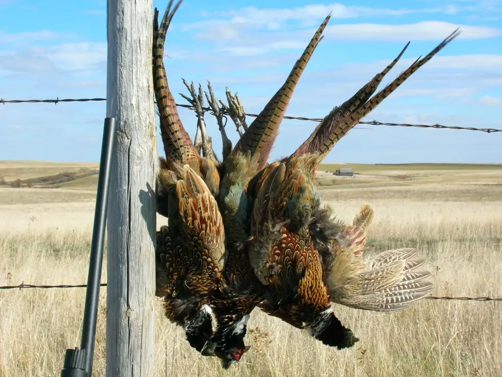 The Ultimate Pheasant Hunting Gear List Hunttested