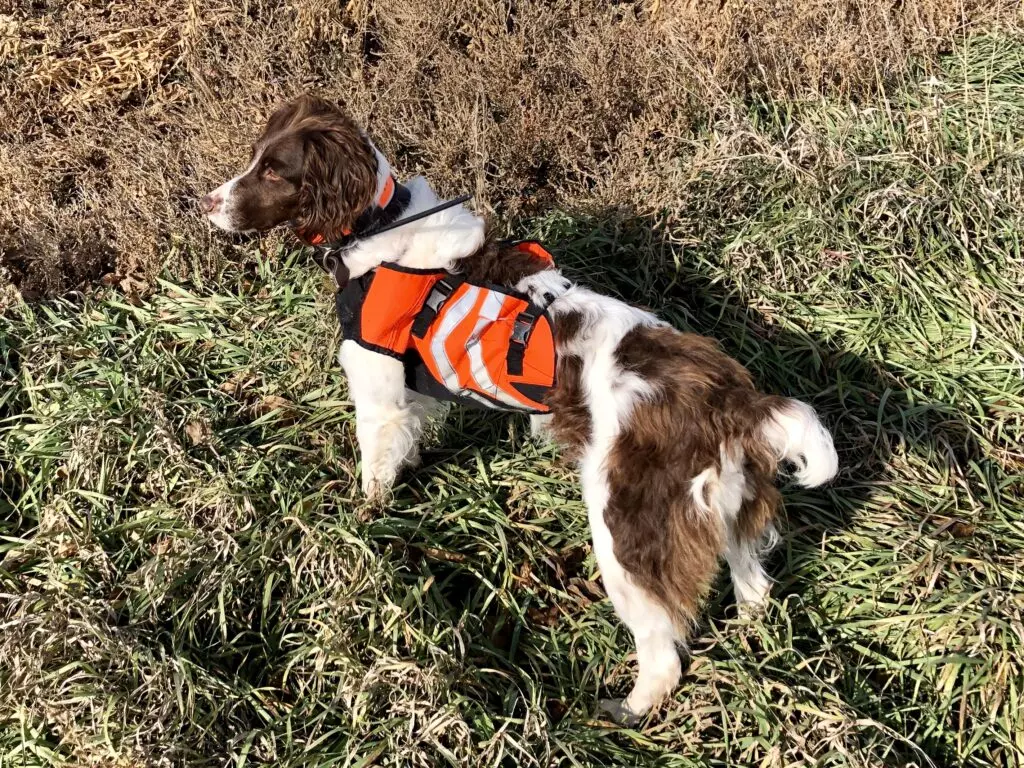 Brittany spaniel dog in protective vest