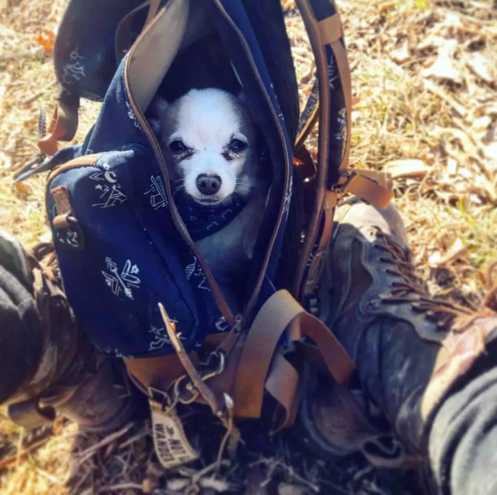 Melissa Millers Dog in her Kelty Pack