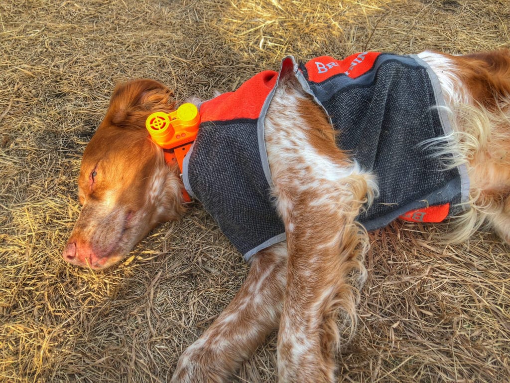 Dealing with Hunting Dog Injuries