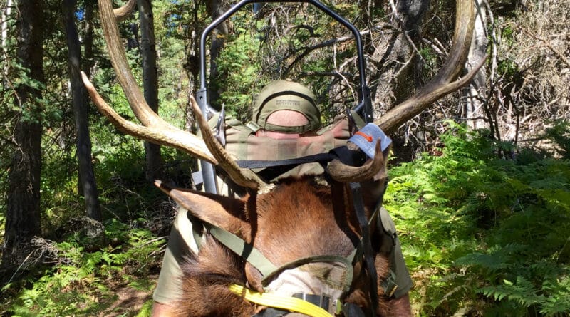Hunter packing out a bull elk