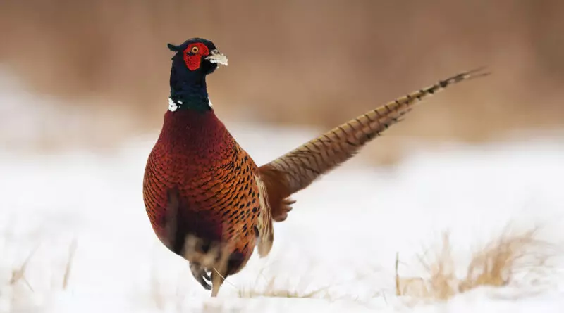 A ringneck pheasant in the snow