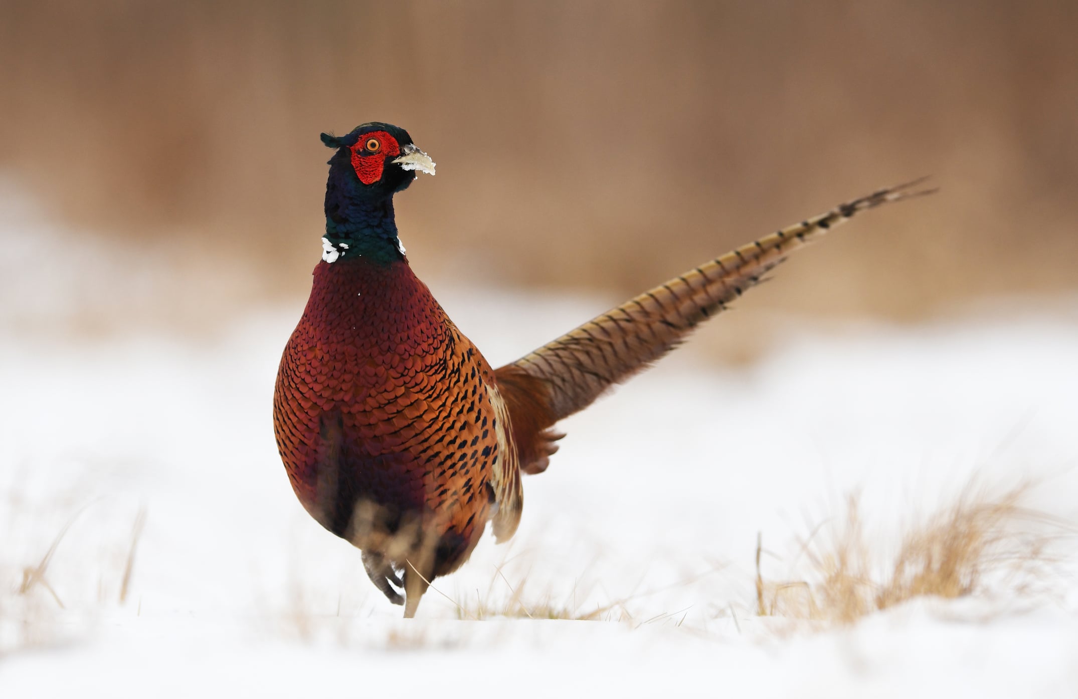 Create the Ultimate Back 40 for Pheasants