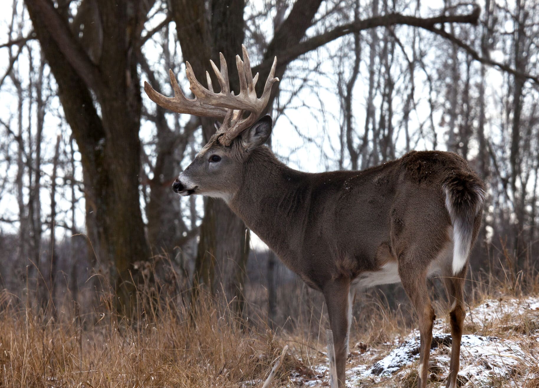 NorthernOutdoors Deer Hunting Hoodie