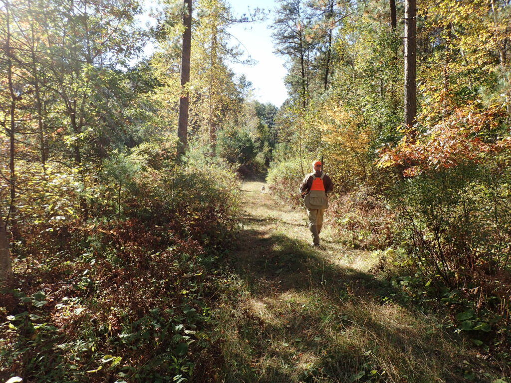 a grouse hunter and dog walking a trail 