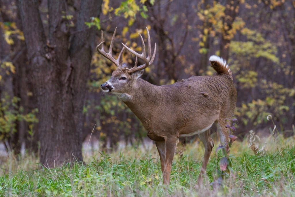 a whitetail deer making a snort wheeze