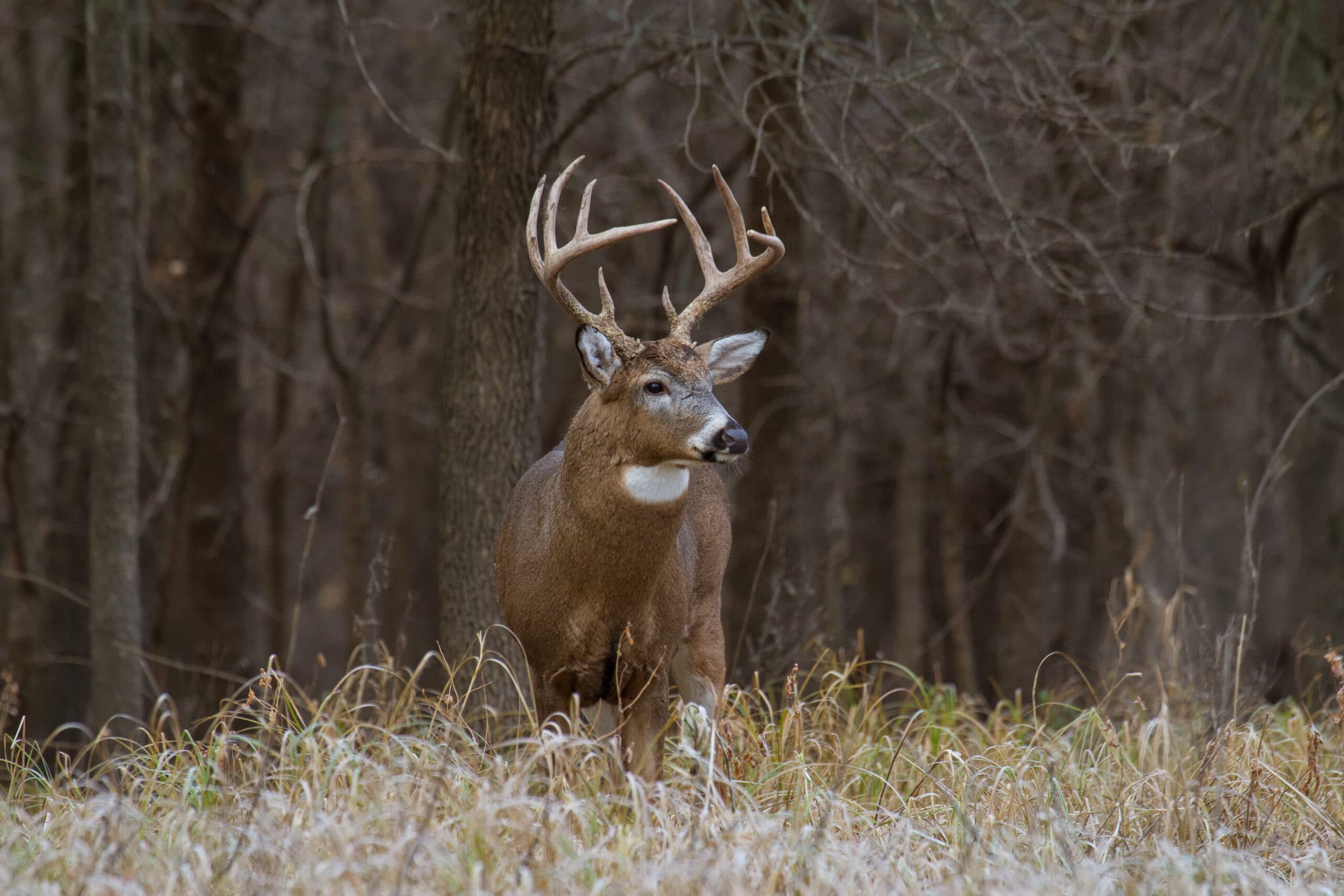 Whitetail Deer