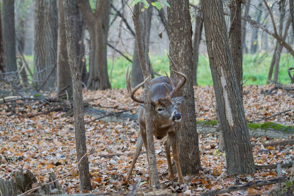 A whitetail deer making a rub