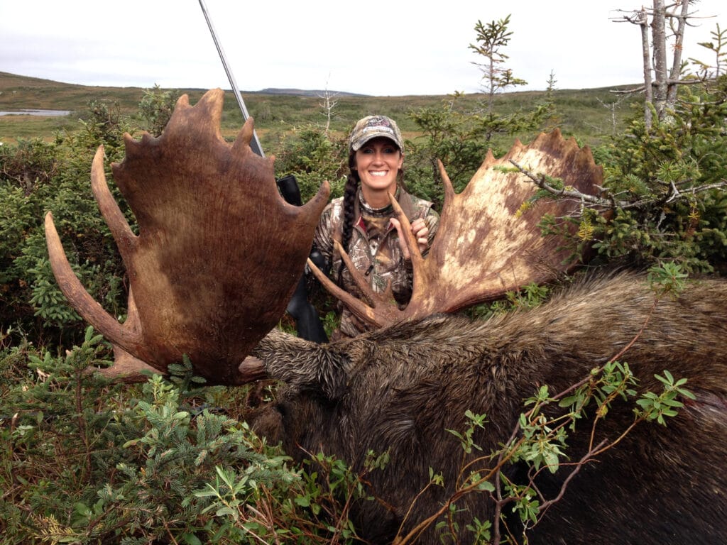 newfoundland moose