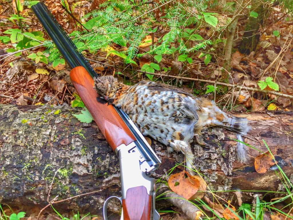 A ruffed grouse and shotgun