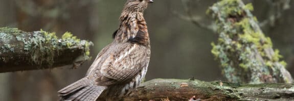 Ruffed Grouse