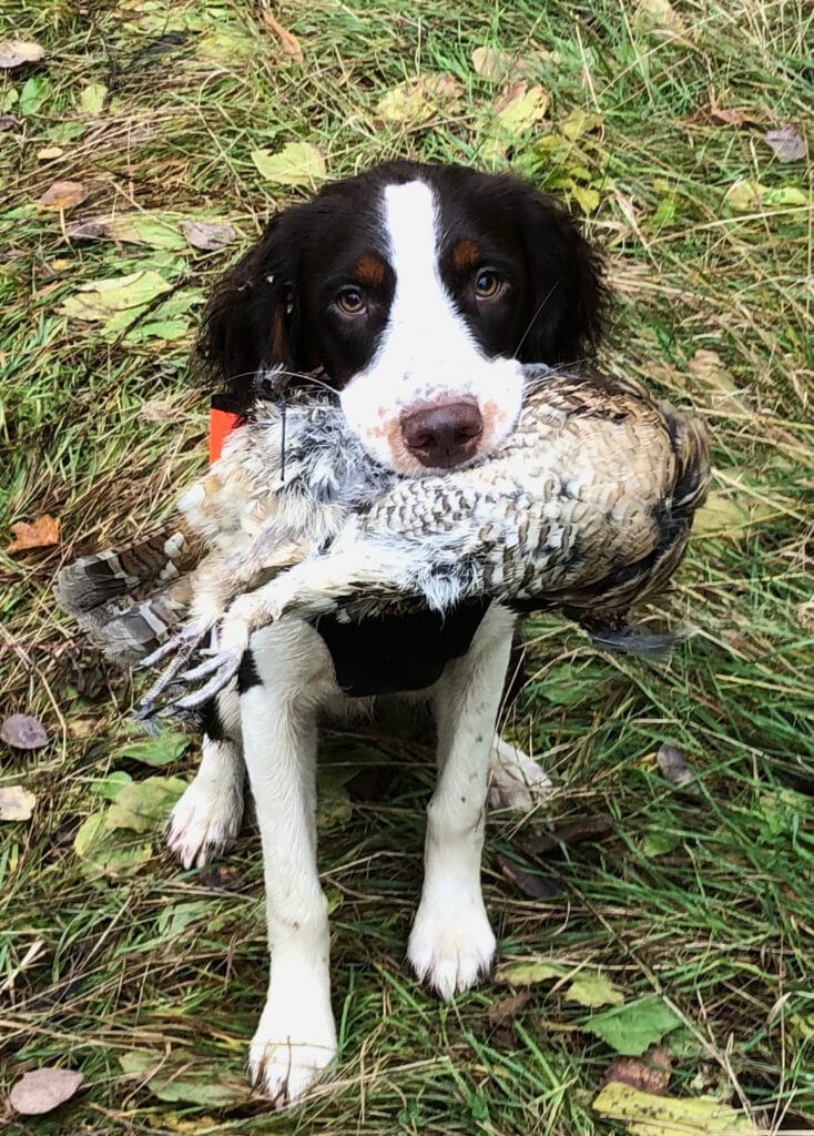 Springer spaniel holding a ruffed grouse