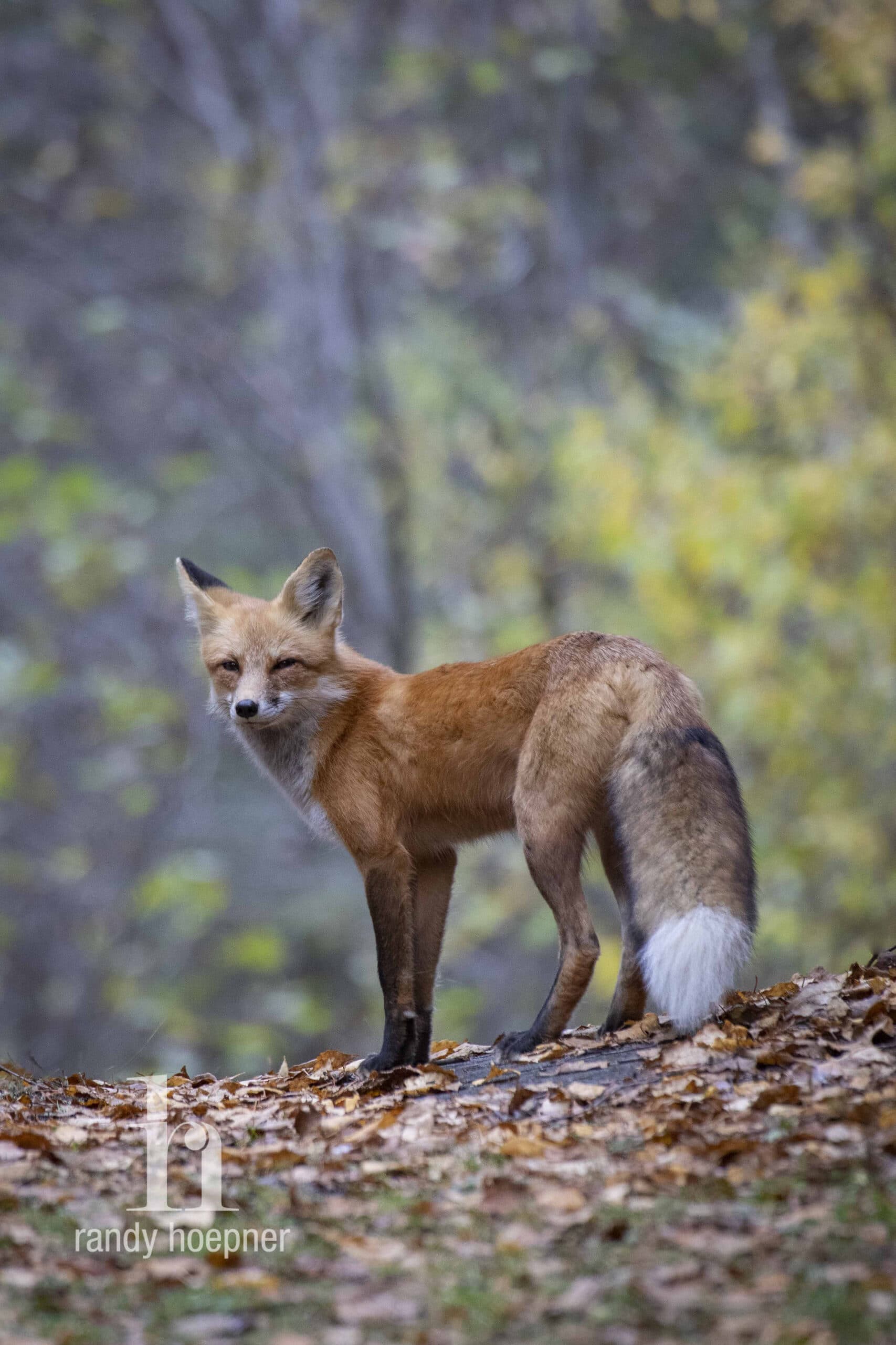 A red fox on Minnesota's Gunflint Trail