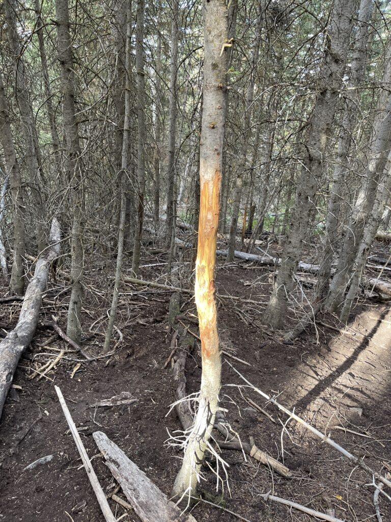 Rub from a bull elk