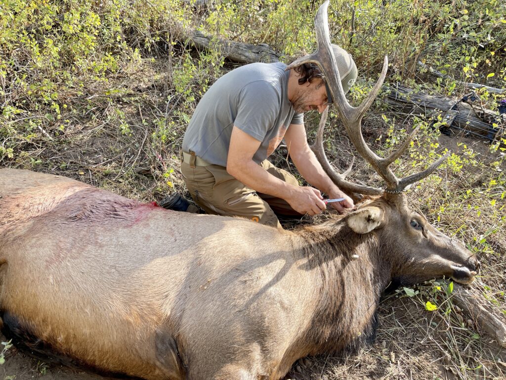 hunter field dressing an elk