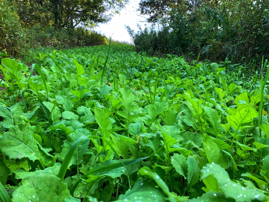 A small whitetail food plot