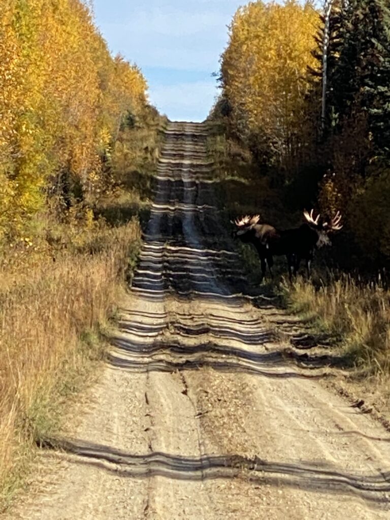 Bull moose on a logging road