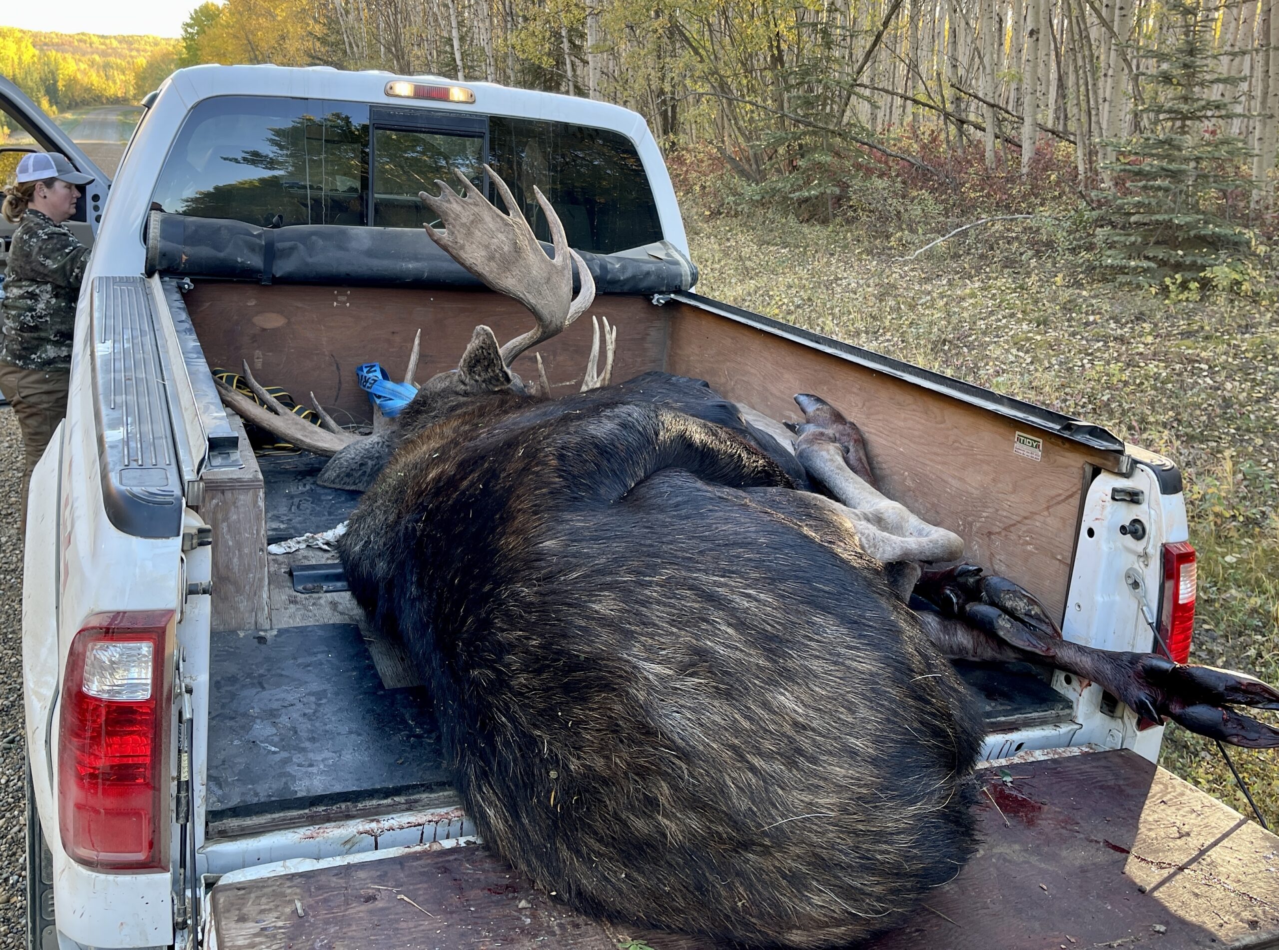 moose in truck