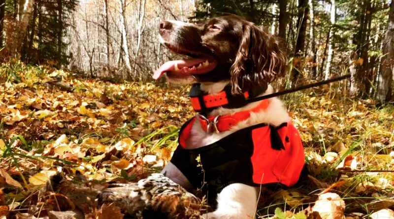 brittany in dog vest